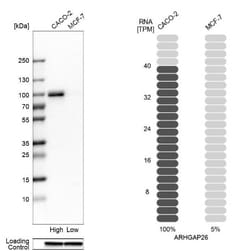 GRAF Antibody, Novus Biologicals 25 &mu;L; Unlabeled:Antibodies, Polyclonal